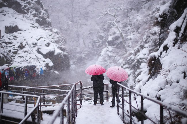 Japan snow monkeys