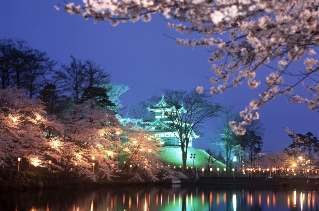 Takada Park Cherry Blossoms